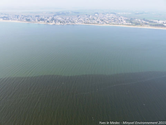 Premier bloom de 2015! Eaux brunes dans le Morbihan
